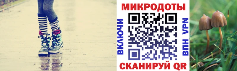 Псилоцибиновые грибы мицелий Зверево